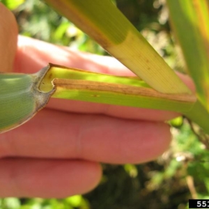 Intersection of stem and long slender leaves