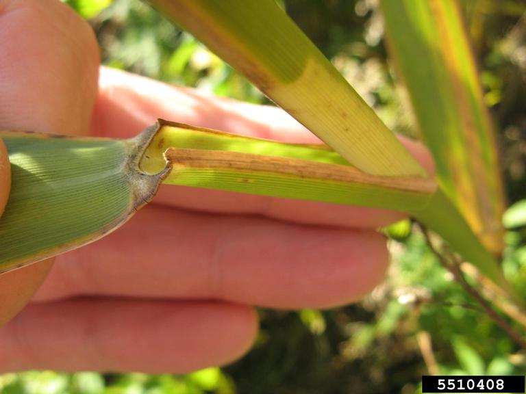 Intersection of stem and long slender leaves