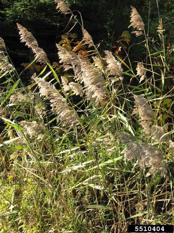 Long stalks of grassy stems loaded with seeds
