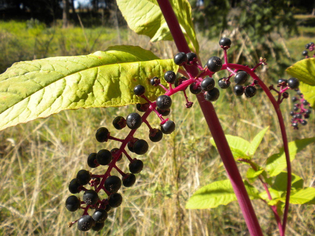 Pokeweed Phytolacca americana Several small blue/purple berries on red stalk
