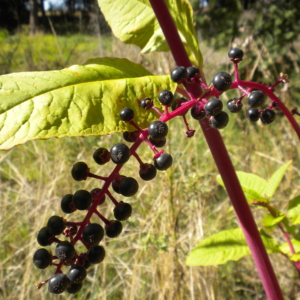 Pokeweed Phytolacca americana Several small blue/purple berries on red stalk