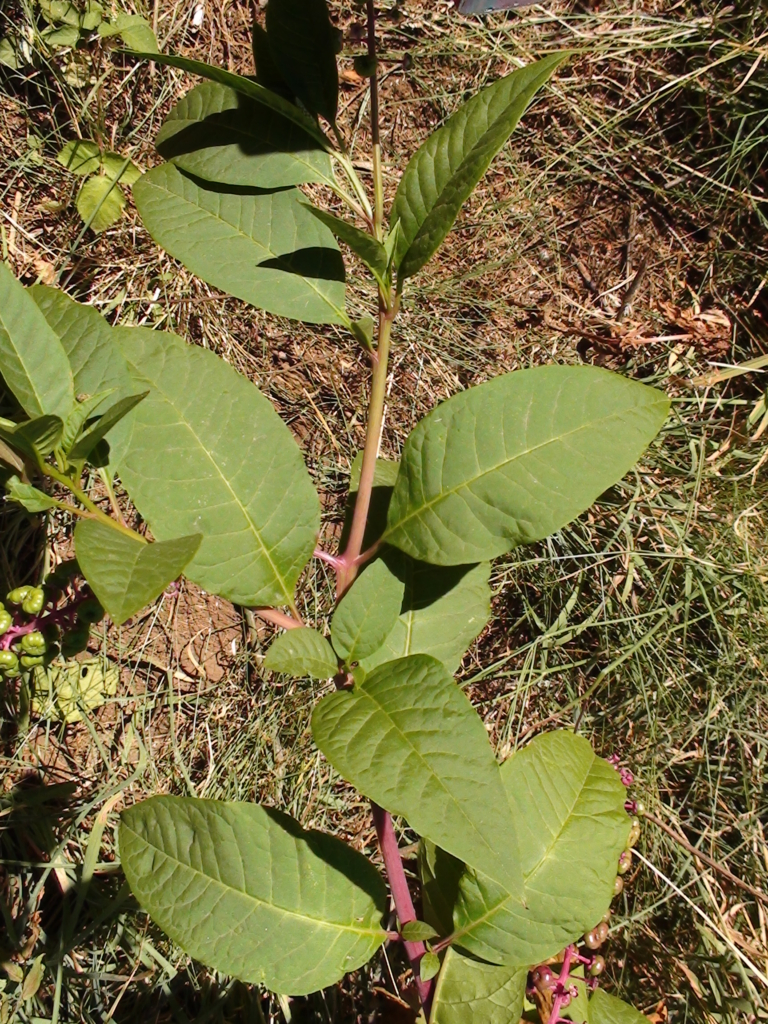 Pokeweed Phytolacca americana Red Stalk with large green oblong smooth leaves