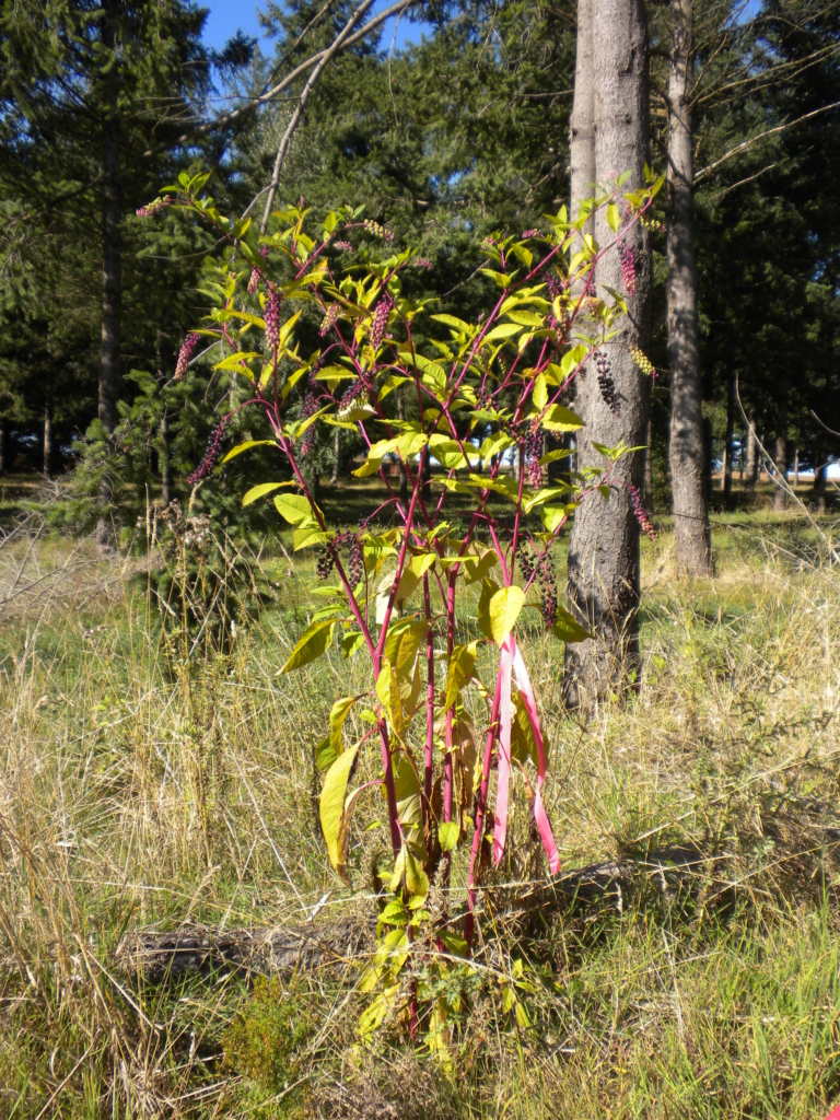 Pokeweed Phytolacca americana Small tree with red stalks and large green oblong leaves