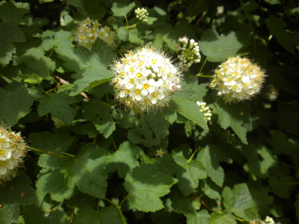 balls of small white fuzzy looking flowers