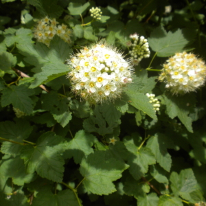 balls of small white fuzzy looking flowers