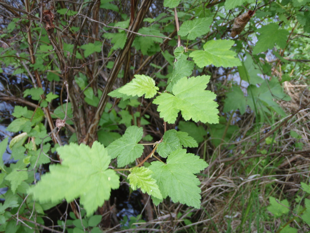 maple-like leaves