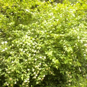 a shrub with peeling bark and white flower clusters