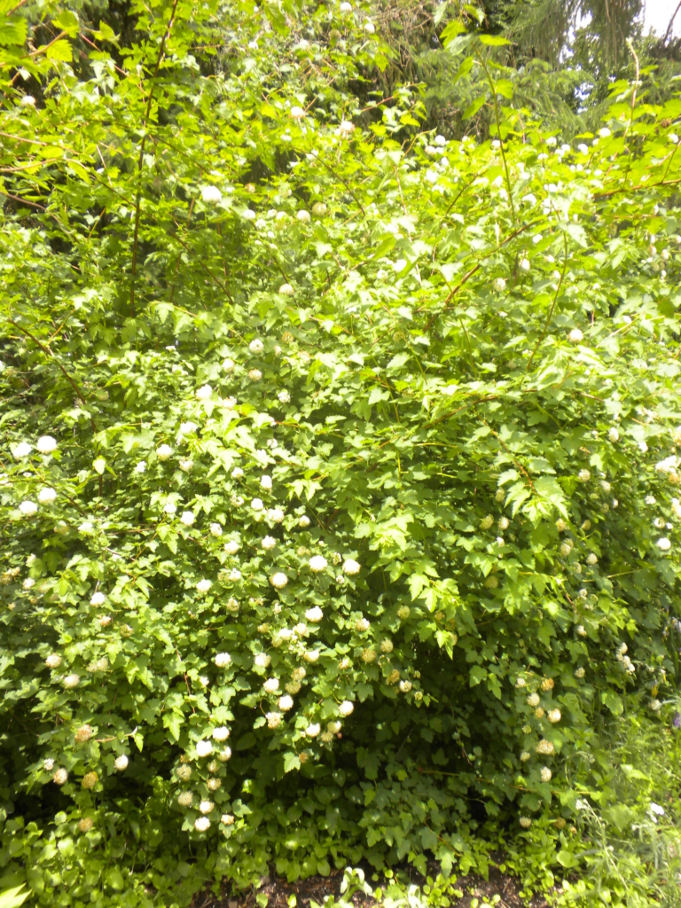 a shrub with peeling bark and white flower clusters