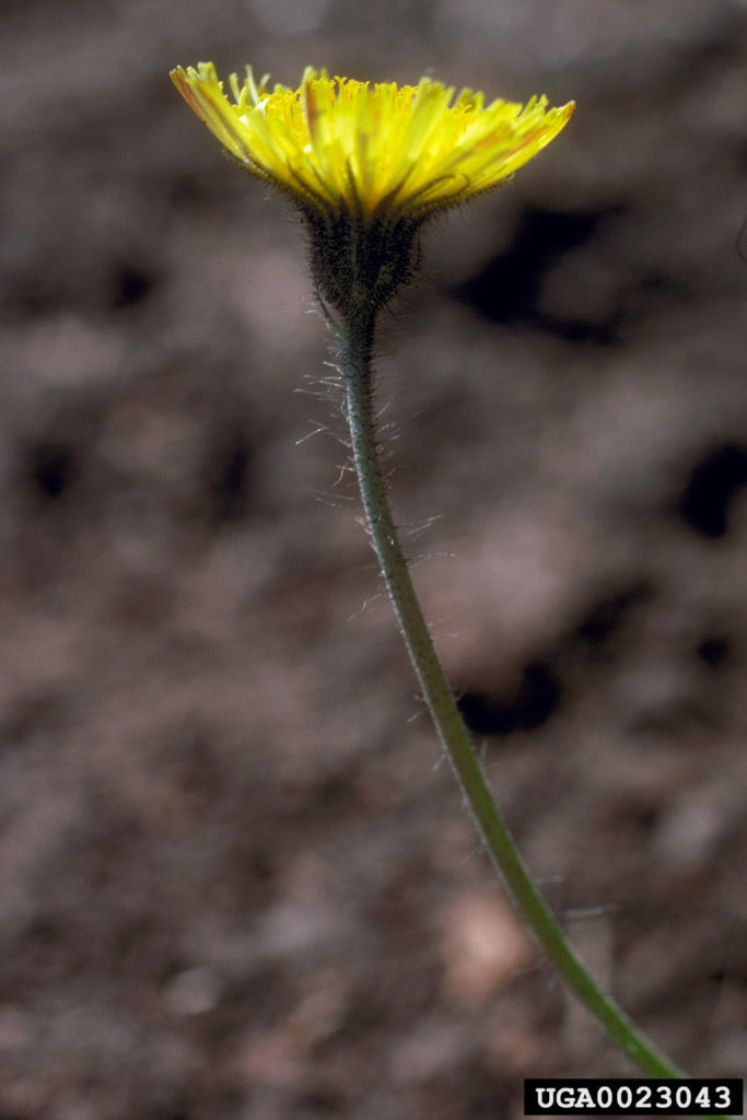 Stem with small yellow dandelion like flower