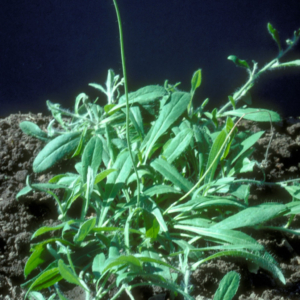 Small Plant with long slender smooth leaves and a stem with small yellow flower