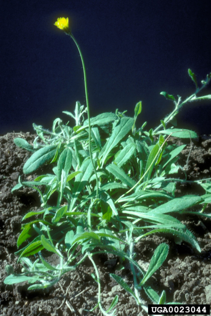 Small Plant with long slender smooth leaves and a stem with small yellow flower