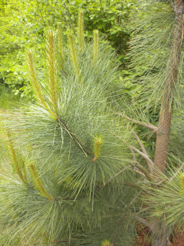 a bottle brush like closeup of the needles