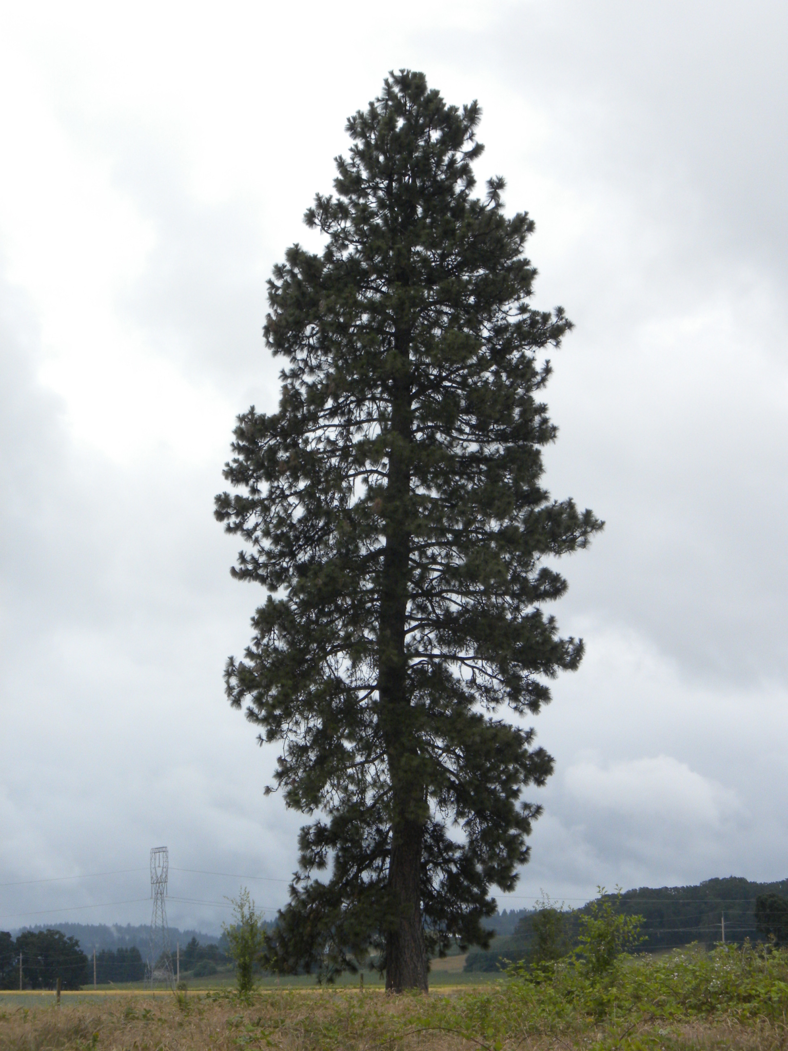 Willamette Valley Ponderosa Pine Marion SWCD