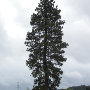 a tall conifer