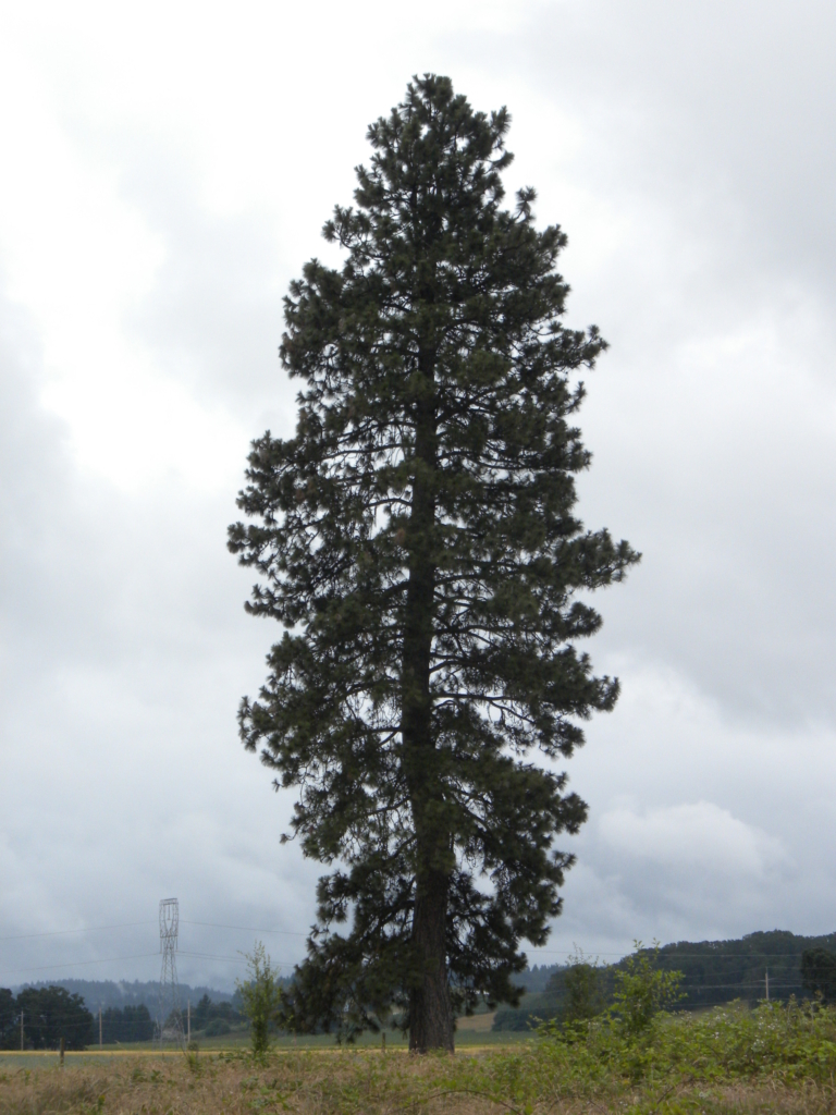 a tall conifer