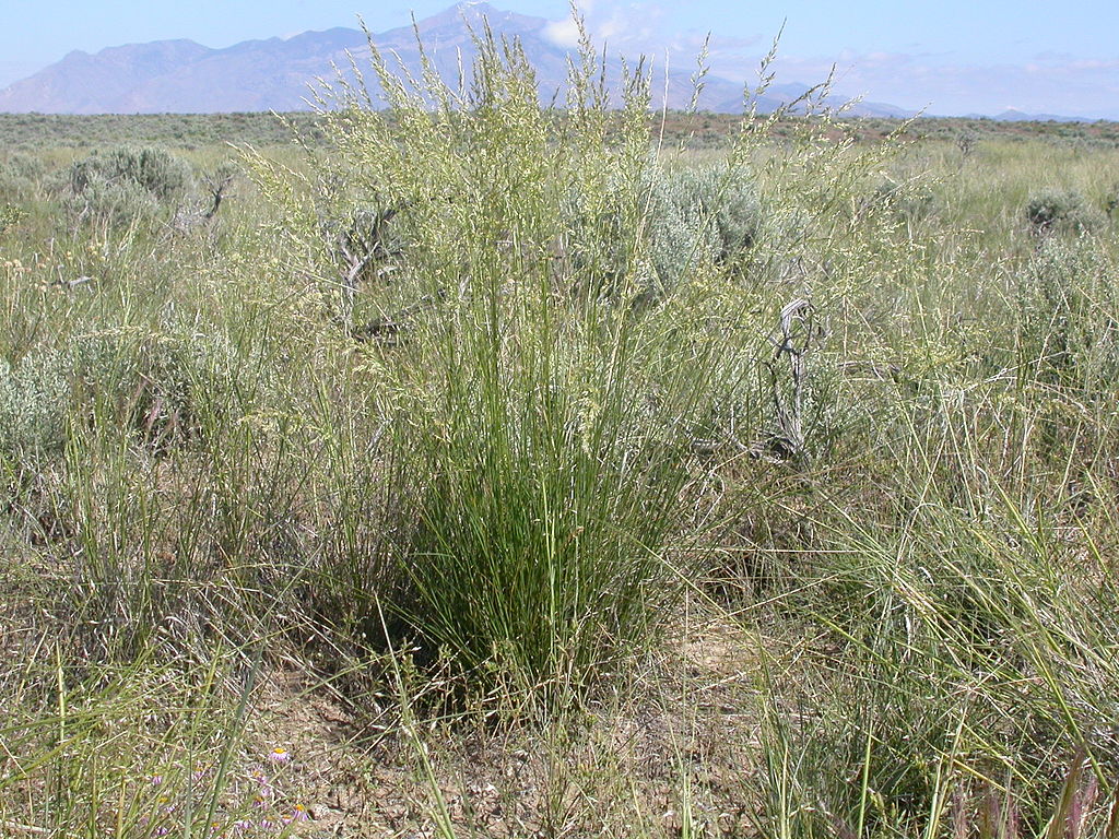 bunch forming Pine bluegrasss growing in a sage steppe; blue green leaves, topped with loosely spreading inflorescence