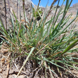 a medium height bunch grass with bluish green leaves