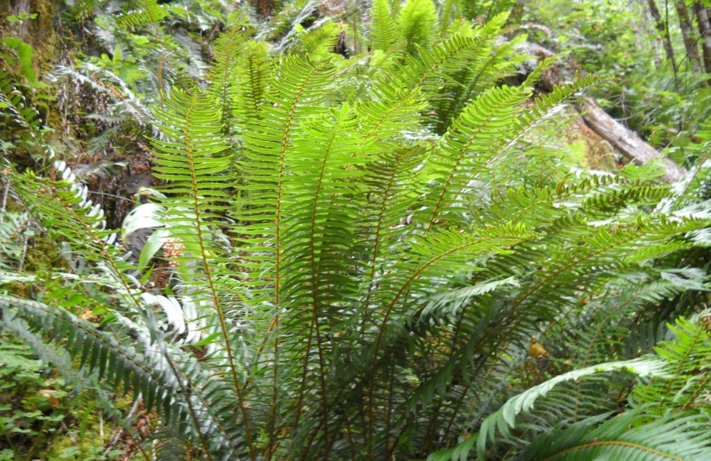 Sword Fern Polystichum munitum Several long fronds with many opposite green slender leaves