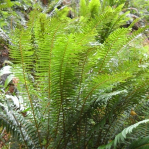 Sword Fern Polystichum munitum Several long fronds with many opposite green slender leaves