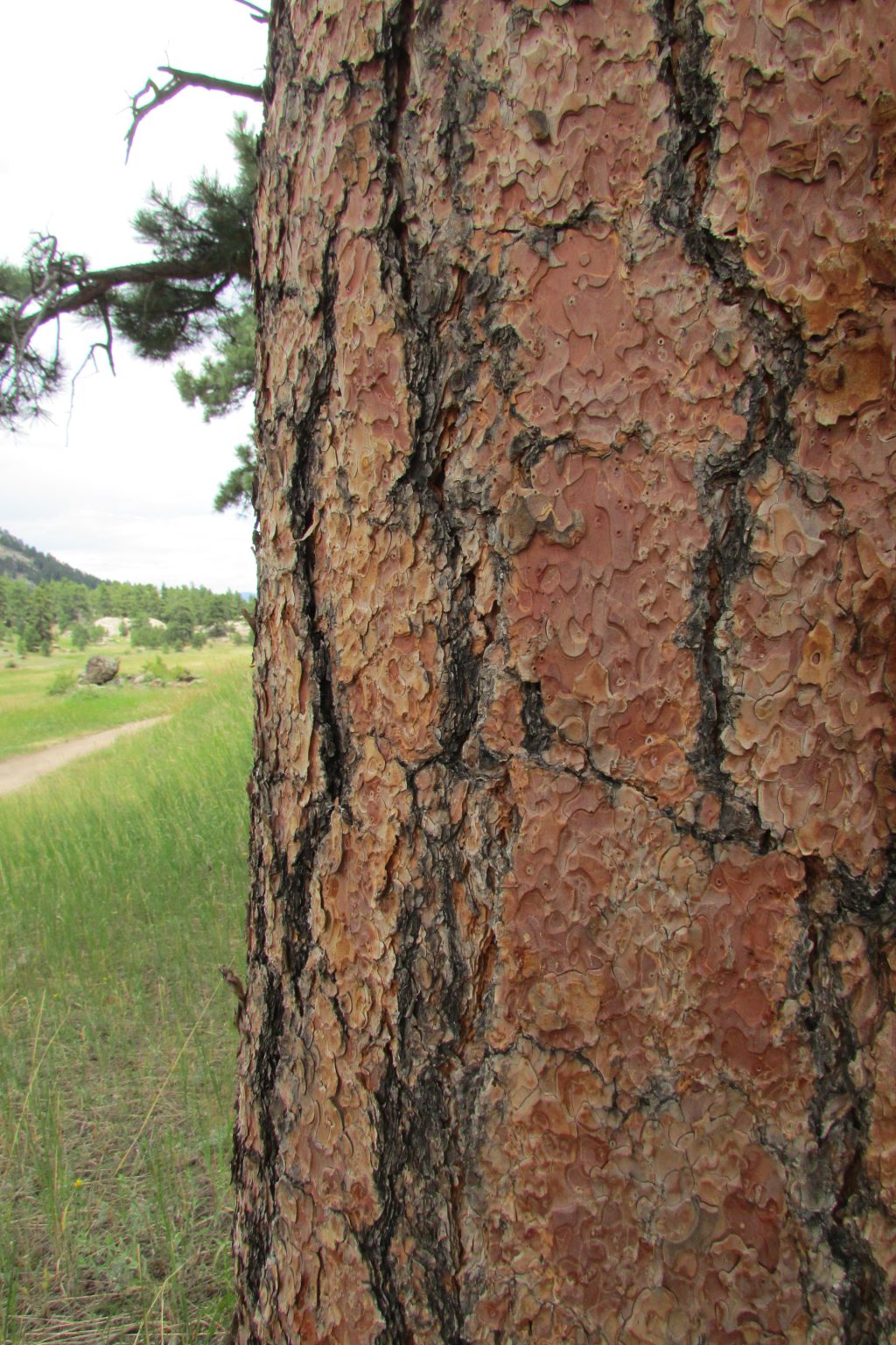 Willamette Valley Ponderosa Pine Marion SWCD