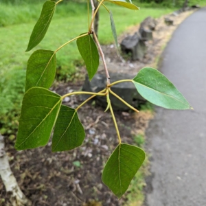 Shiny, heart shaped leaves of black cottonwood