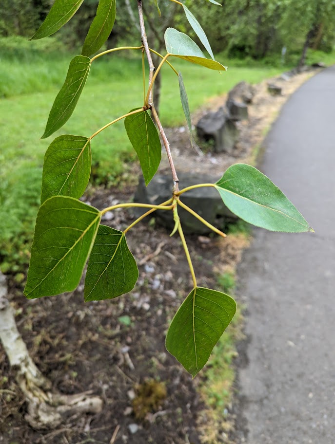 Shiny, heart shaped leaves of black cottonwood