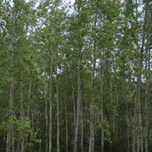 a stand of tall thin closely packed trees