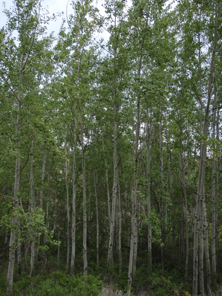 a stand of tall thin closely packed trees