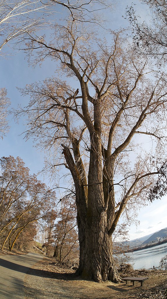 A tall old tree that has lost some limbs.