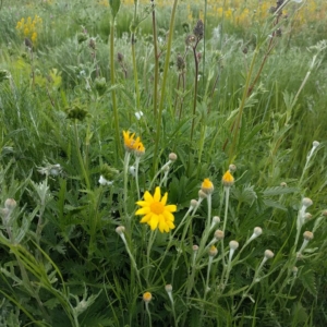 yellow flowers above palmate serrated leaves