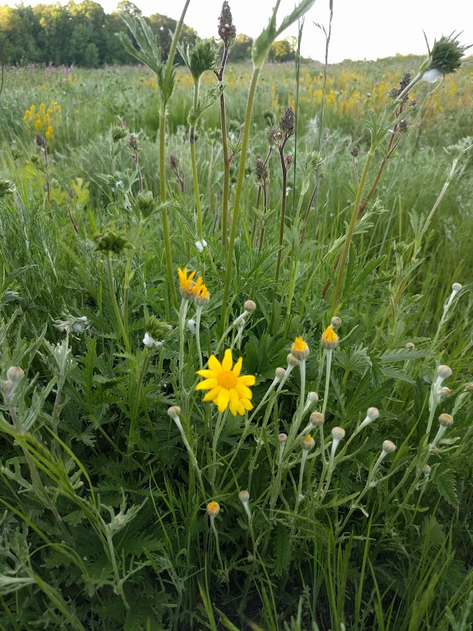 yellow flowers above palmate serrated leaves