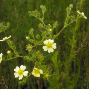 Small yellow flowers with 5 heart shaped petals