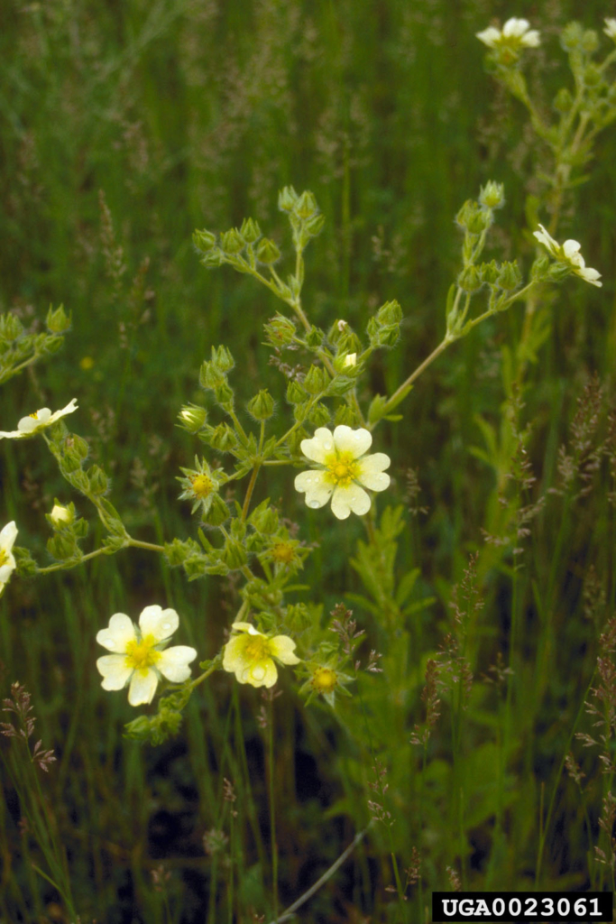 Small yellow flowers with 5 heart shaped petals