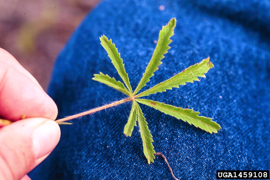 Small palm like leaf with 7 thin serated leaflets