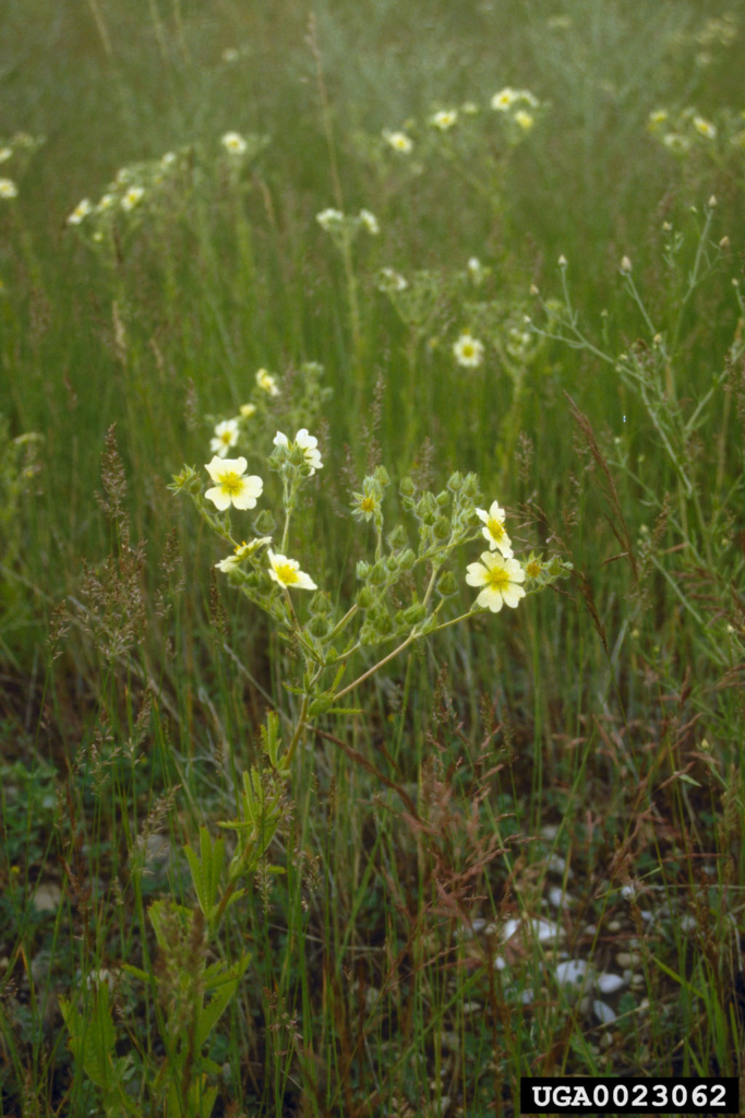 Small plant with yellow flowers