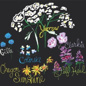 a drawing of yarrow, gilia, clarkia, prunella, and Oregon sunshine, black background