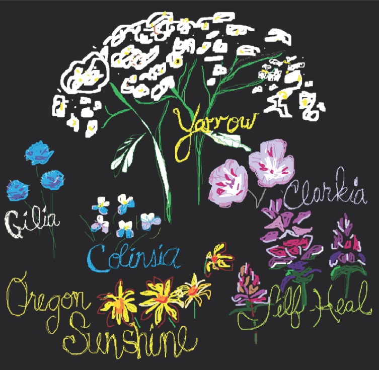 a drawing of yarrow, gilia, clarkia, prunella, and Oregon sunshine, black background