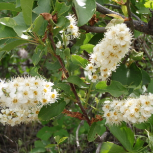 clusters of small white flowers will become small fruits