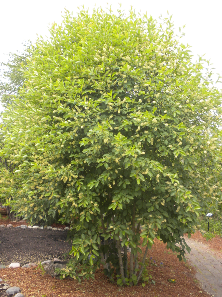 the rounded crown of chokecherry