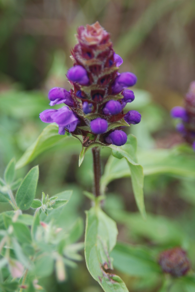 alternate leaves climb up stems and purple flowers crown stem tops