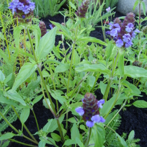 green leaves, opposite are lance shaped, purple flowers on top
