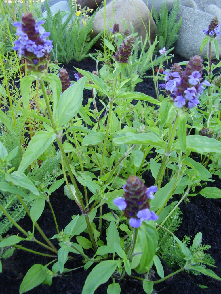 green leaves, opposite are lance shaped, purple flowers on top