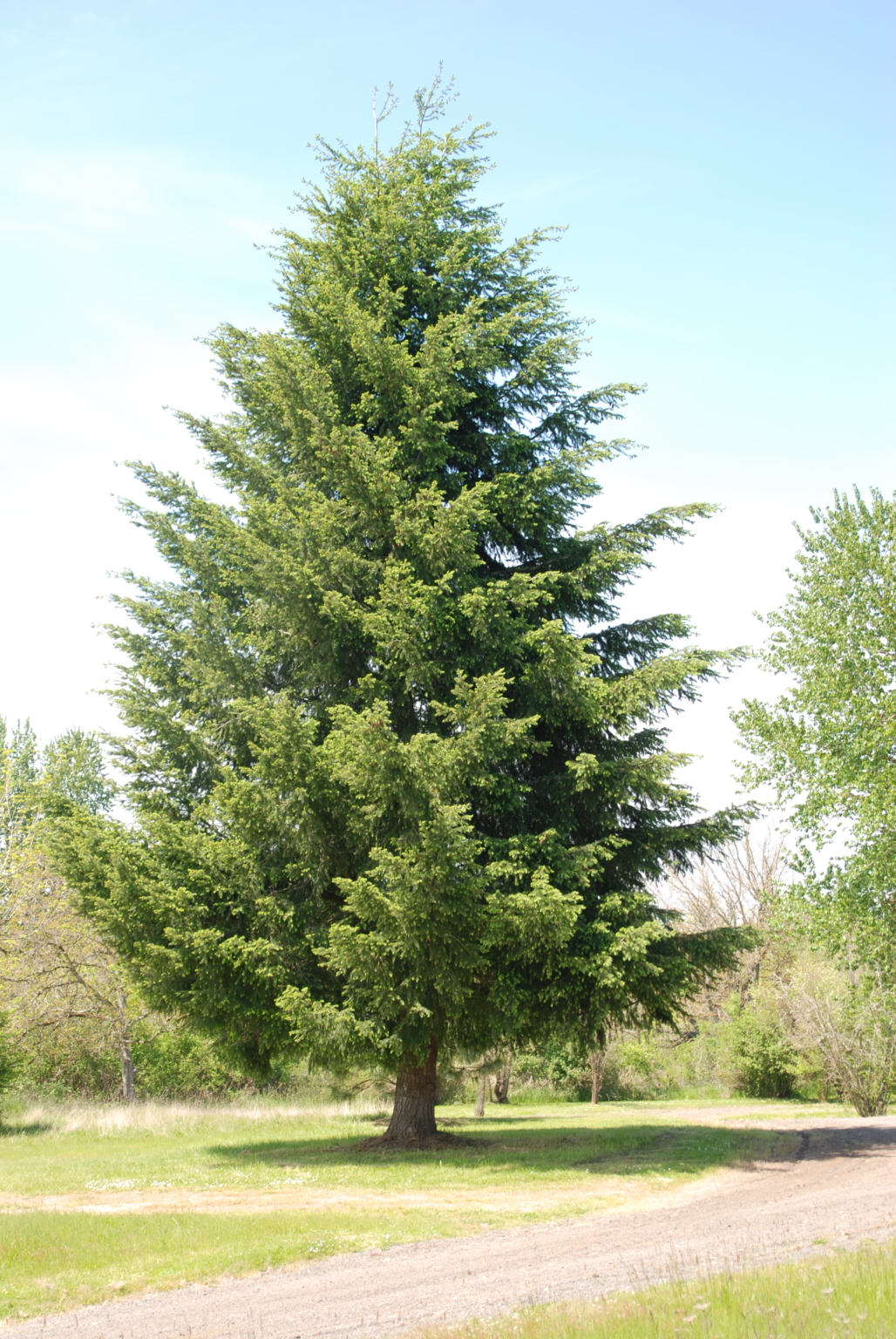 Douglasfir Marion SWCD
