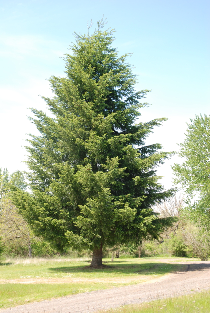 Douglas-fir Pseudotsuga menziesii Huge single evergreen tree