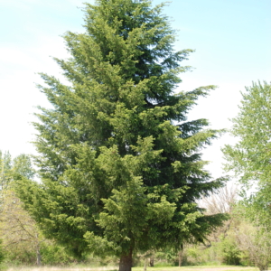 Douglas-fir Pseudotsuga menziesii Huge single evergreen tree