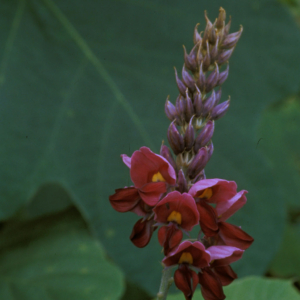 Stalk with spire of open and unopened purple flowers