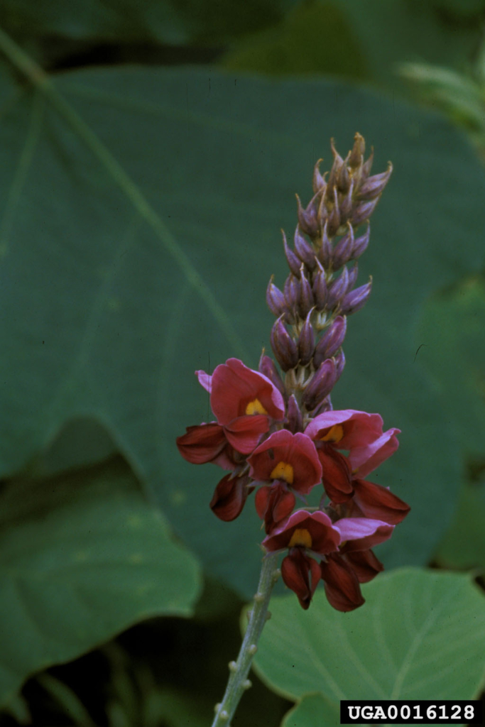 Stalk with spire of open and unopened purple flowers