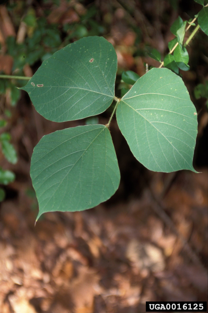 Stem with 3 ovate smooth leaflets