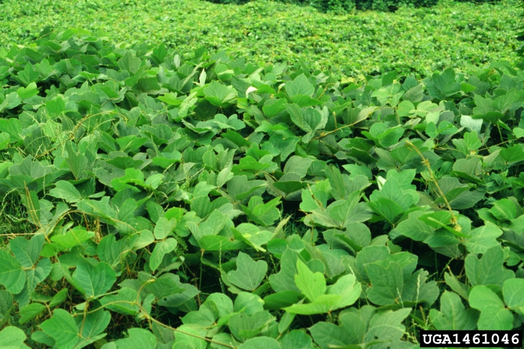 Field covered with stems with smooth leaves