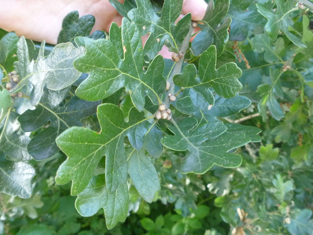 Oregon White Oak Quercus garryana Large, green glossy lobed leaves